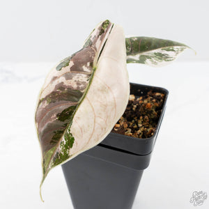 Alocasia 'Azlanii' Pink Variegated (wk21-B)