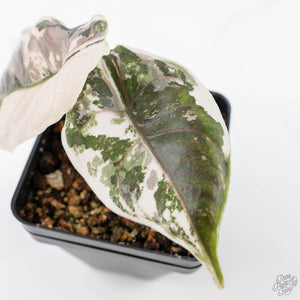 Alocasia 'Azlanii' Pink Variegated (wk21-B)