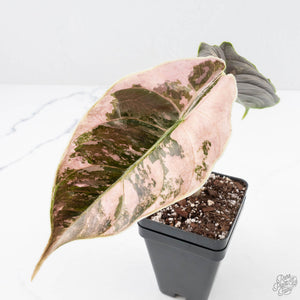 Alocasia 'Azlanii' Pink Variegated (wk22-J)