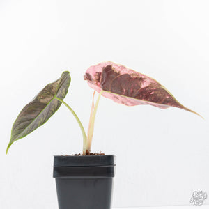Alocasia 'Azlanii' Pink Variegated (wk22-J)