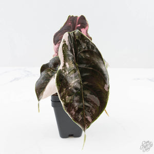 Alocasia 'Azlanii' Pink Variegated (wk24-C) *Corming Size*