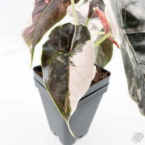 Alocasia 'Azlanii' Pink Variegated (wk24-C) *Corming Size*