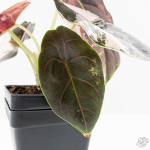 Alocasia 'Azlanii' Pink Variegated (wk24-C) *Corming Size*