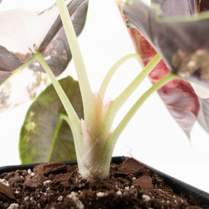 Alocasia 'Azlanii' Pink Variegated (wk24-C) *Corming Size*