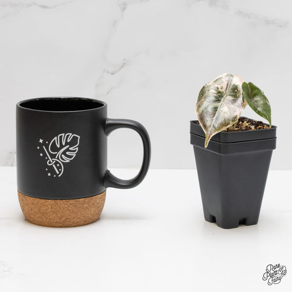 Alocasia 'Azlanii' pink variegated (wk1-J)