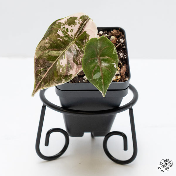 Alocasia 'Azlanii' pink variegated (wk1-J)