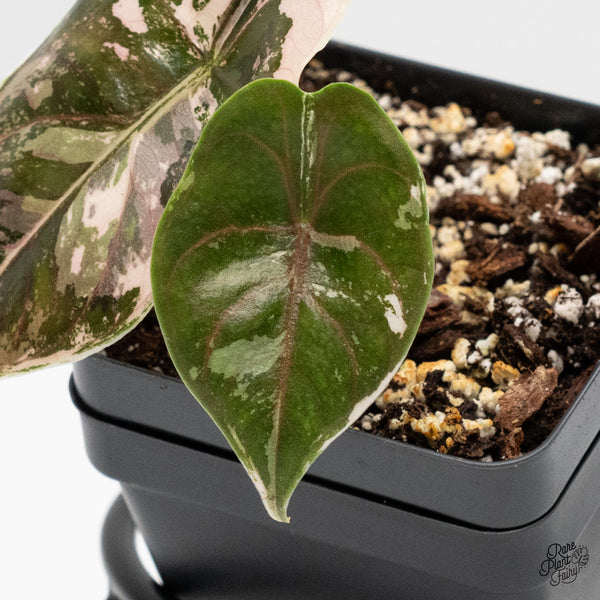 Alocasia 'Azlanii' pink variegated (wk1-J)