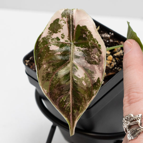 Alocasia 'Azlanii' pink variegated (wk1-J)