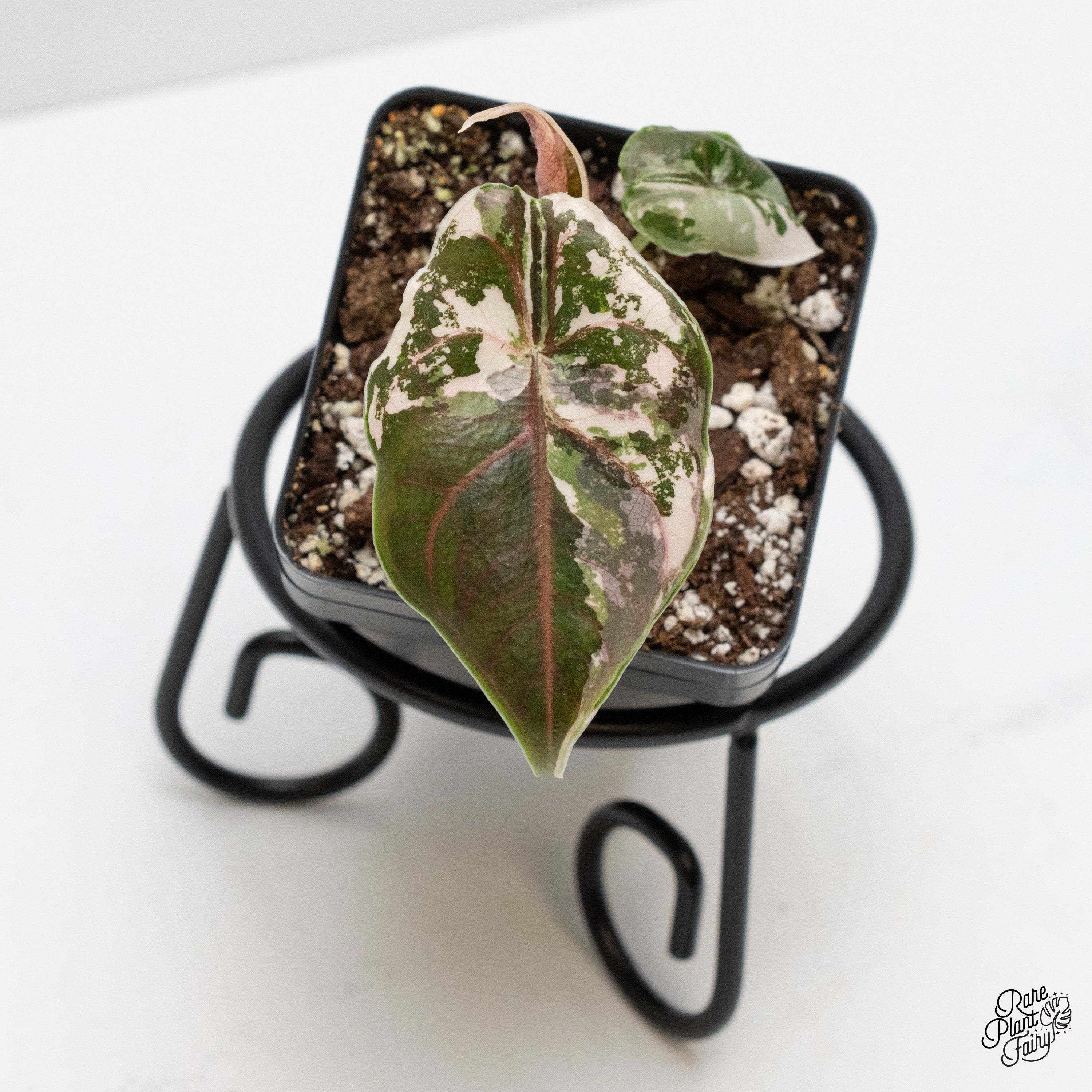 Alocasia 'Azlanii' pink variegated (wk1-K) – Rare Plant Fairy