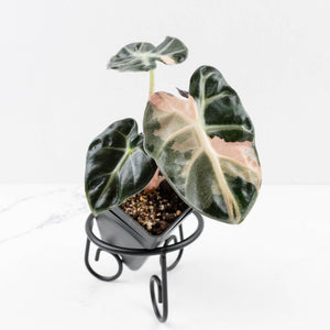 Alocasia 'Balloon Heart' Pink Variegated (wk34-L69)
