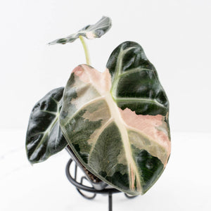 Alocasia 'Balloon Heart' Pink Variegated (wk34-L69)