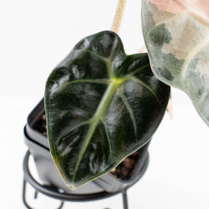 Alocasia 'Balloon Heart' Pink Variegated (wk34-L69)
