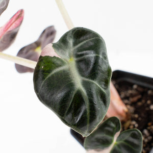 Alocasia 'Balloon Heart' Pink Variegated (wk34-L69)