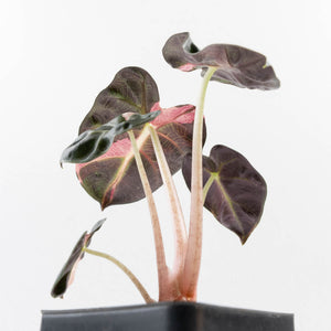 Alocasia 'Balloon Heart' Pink Variegated (wk34-L69)