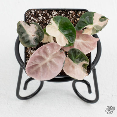 Alocasia 'Balloon Heart' Pink Variegated *Grower's Choice*