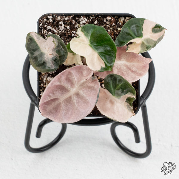 Alocasia 'Balloon Heart' Pink Variegated *Grower's choice* – Rare