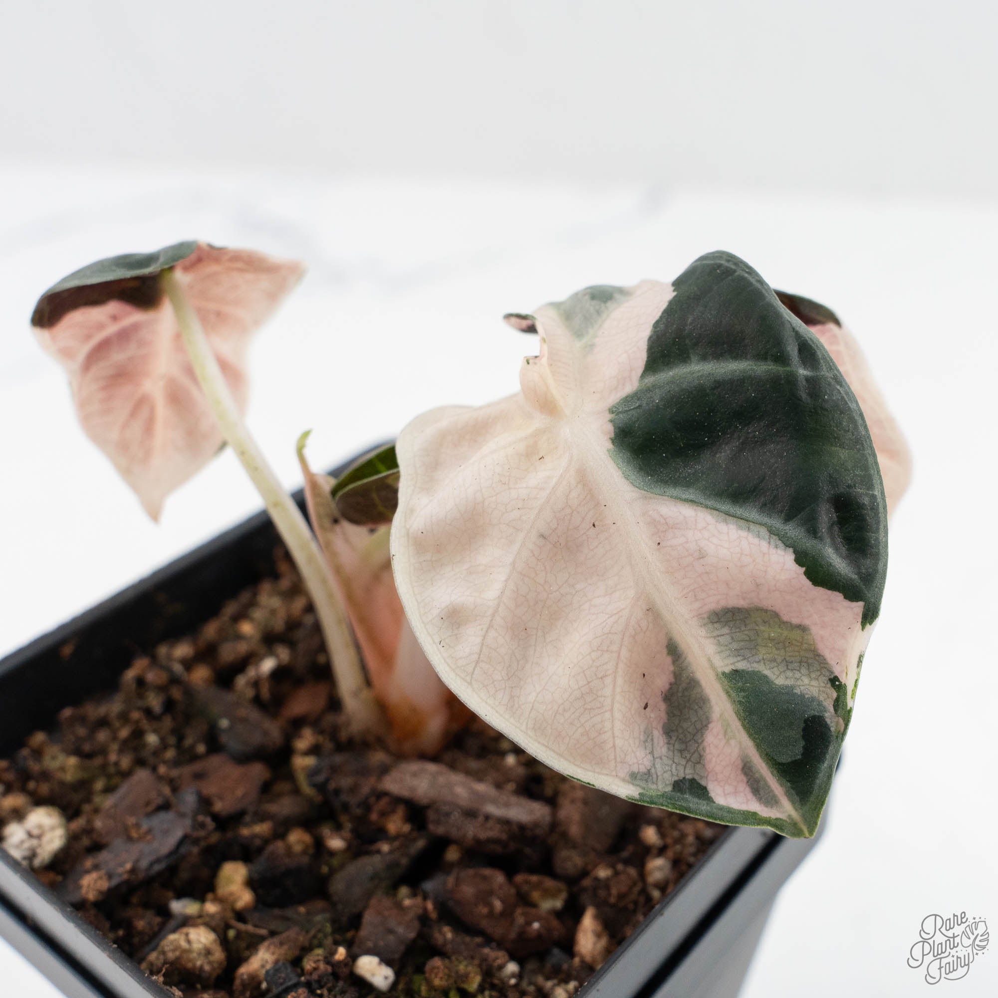 ALOCASIA HEART BALLON PINK VARIGATED② Alocasia 'Balloon Heart' Pink Variegated (wk19-C) – Rare Plant Fairy