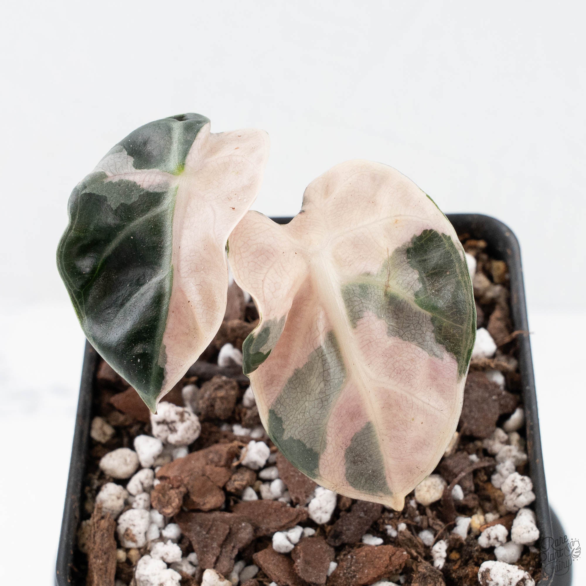 Alocasia 'Balloon Heart' Pink Variegated (wk20-D) – Rare Plant Fairy