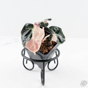 Alocasia 'Balloon Heart' Pink Variegated (wk23-F)
