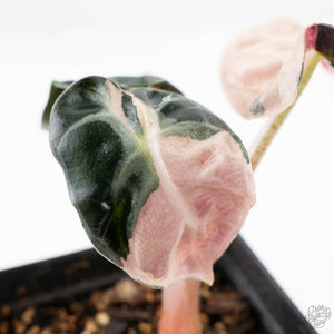 Alocasia 'Balloon Heart' Pink Variegated (wk23-F)
