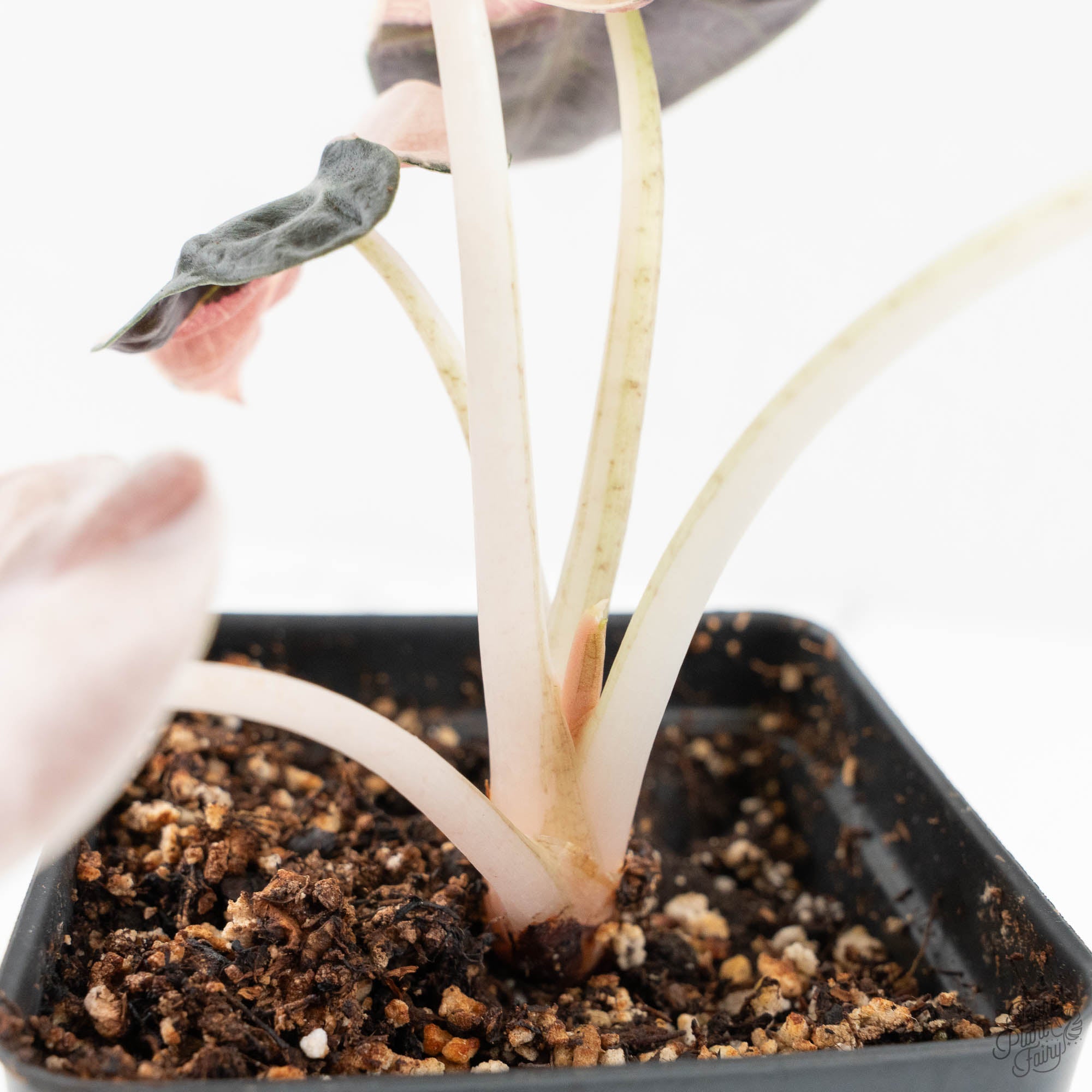 Alocasia 'Balloon Heart' Pink Variegated (wk18-A) – Rare Plant Fairy