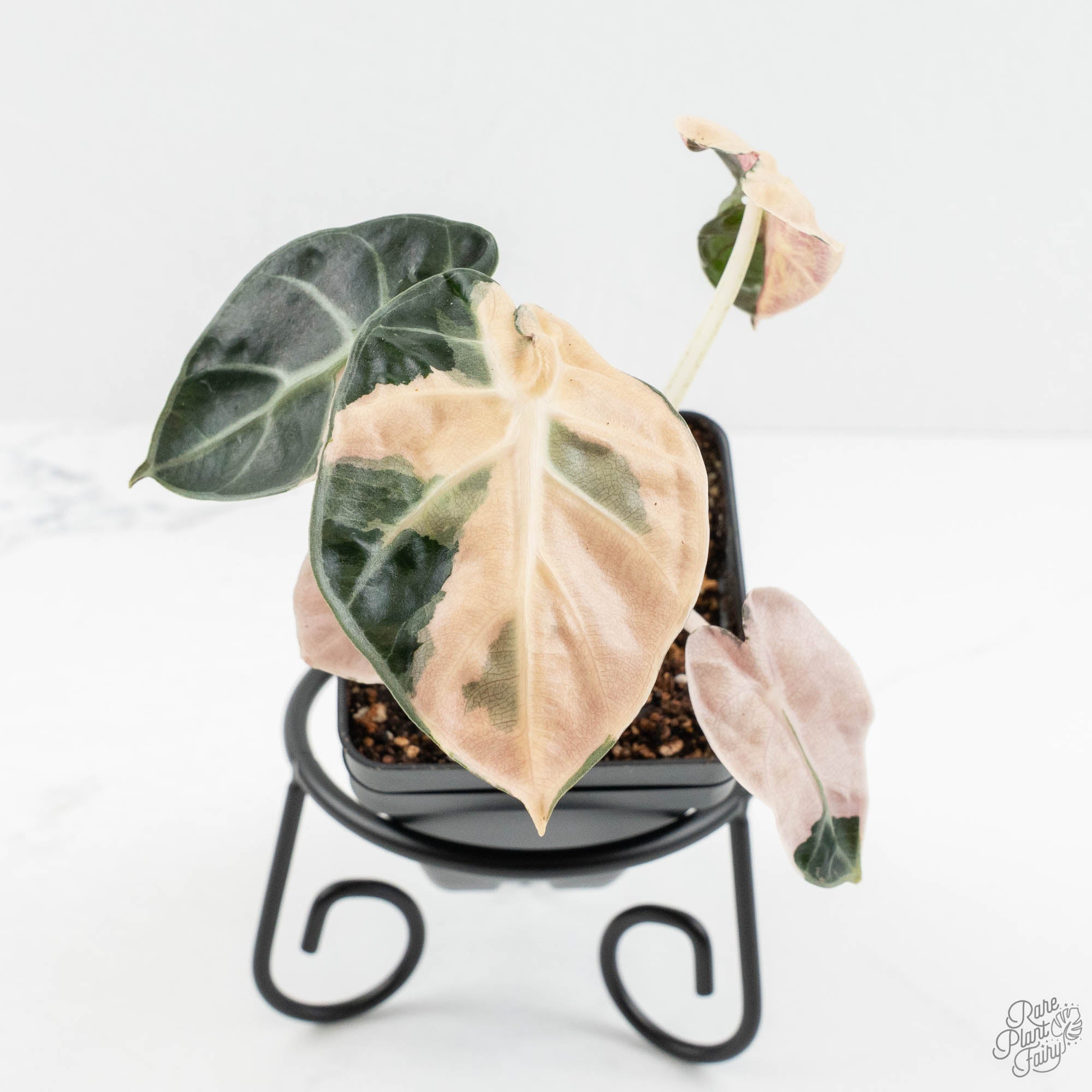 Alocasia 'Balloon Heart' Pink Variegated (wk18-A) – Rare Plant Fairy