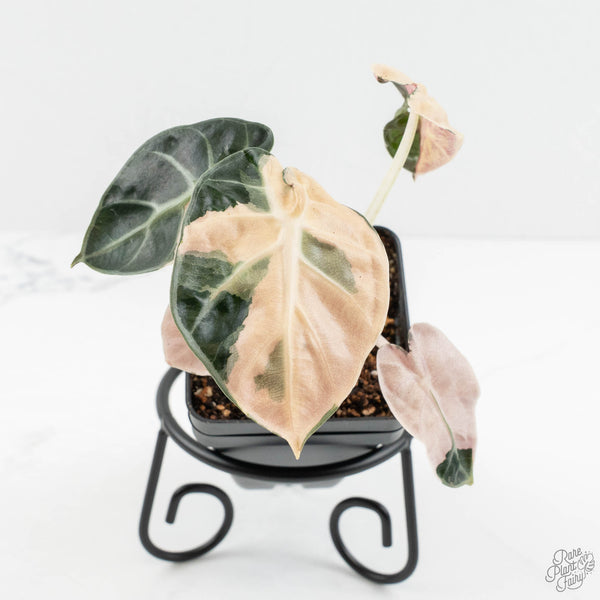 Alocasia 'Balloon Heart' Pink Variegated (wk18-A) – Rare Plant Fairy