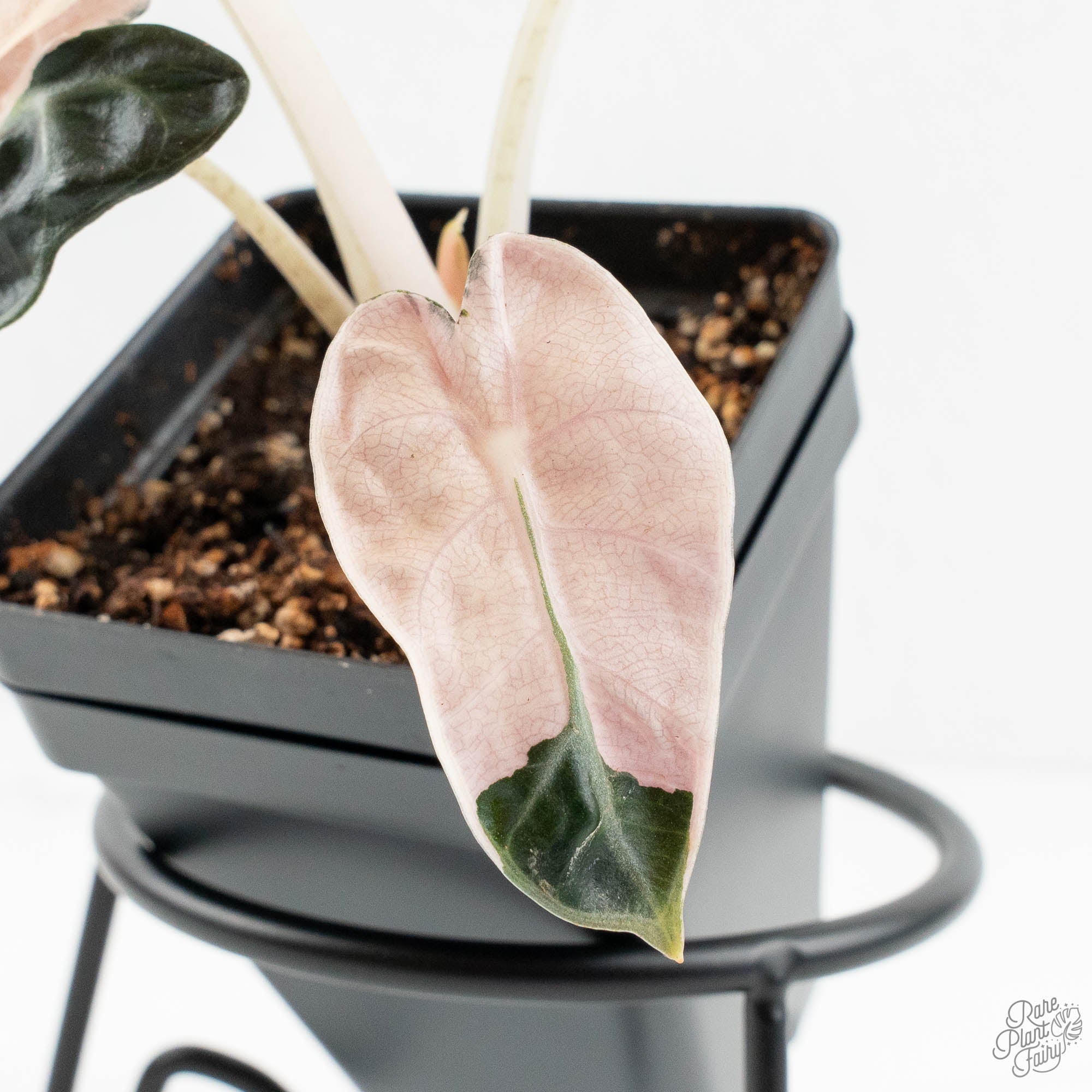Alocasia 'Balloon Heart' Pink Variegated (wk18-A) – Rare Plant Fairy