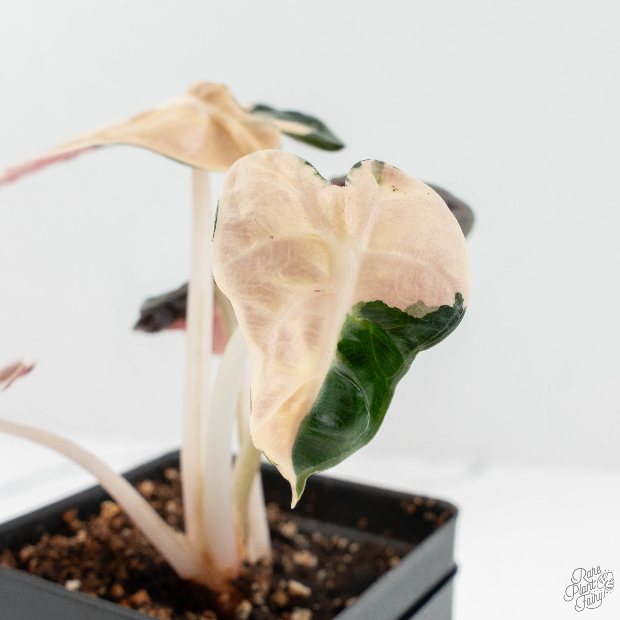 Alocasia 'Balloon Heart' Pink Variegated (wk18-A) – Rare Plant Fairy