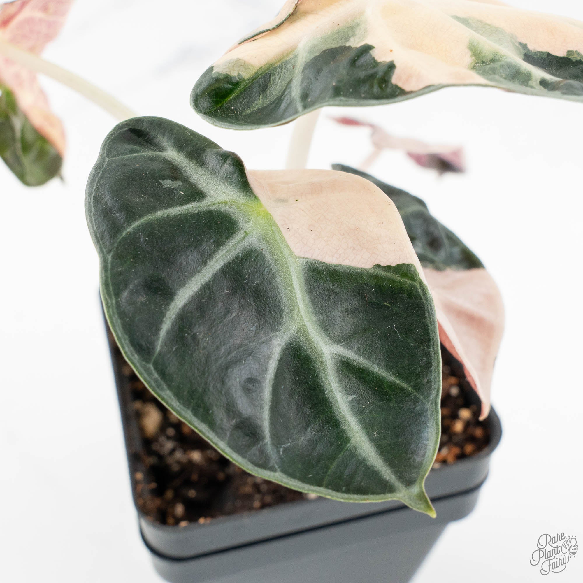 Alocasia 'Balloon Heart' Pink Variegated (wk18-A) – Rare Plant Fairy