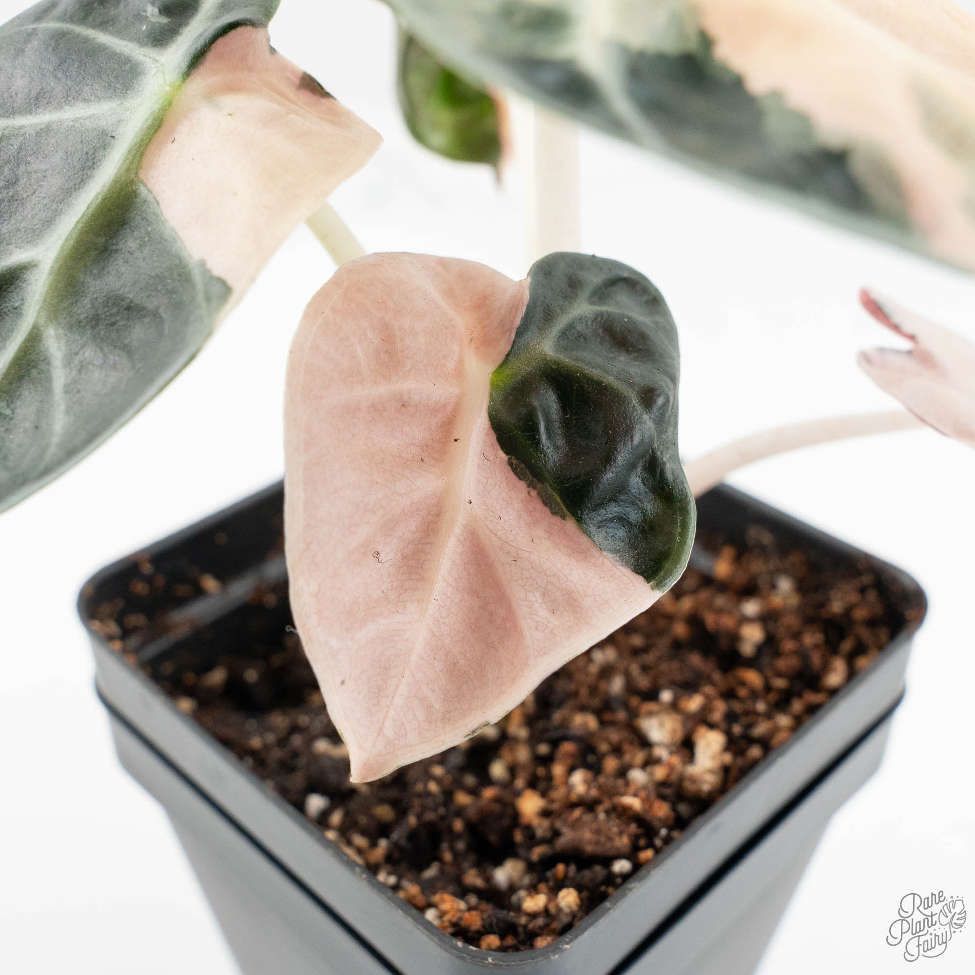Alocasia 'Balloon Heart' Pink Variegated (wk18-A) – Rare Plant Fairy