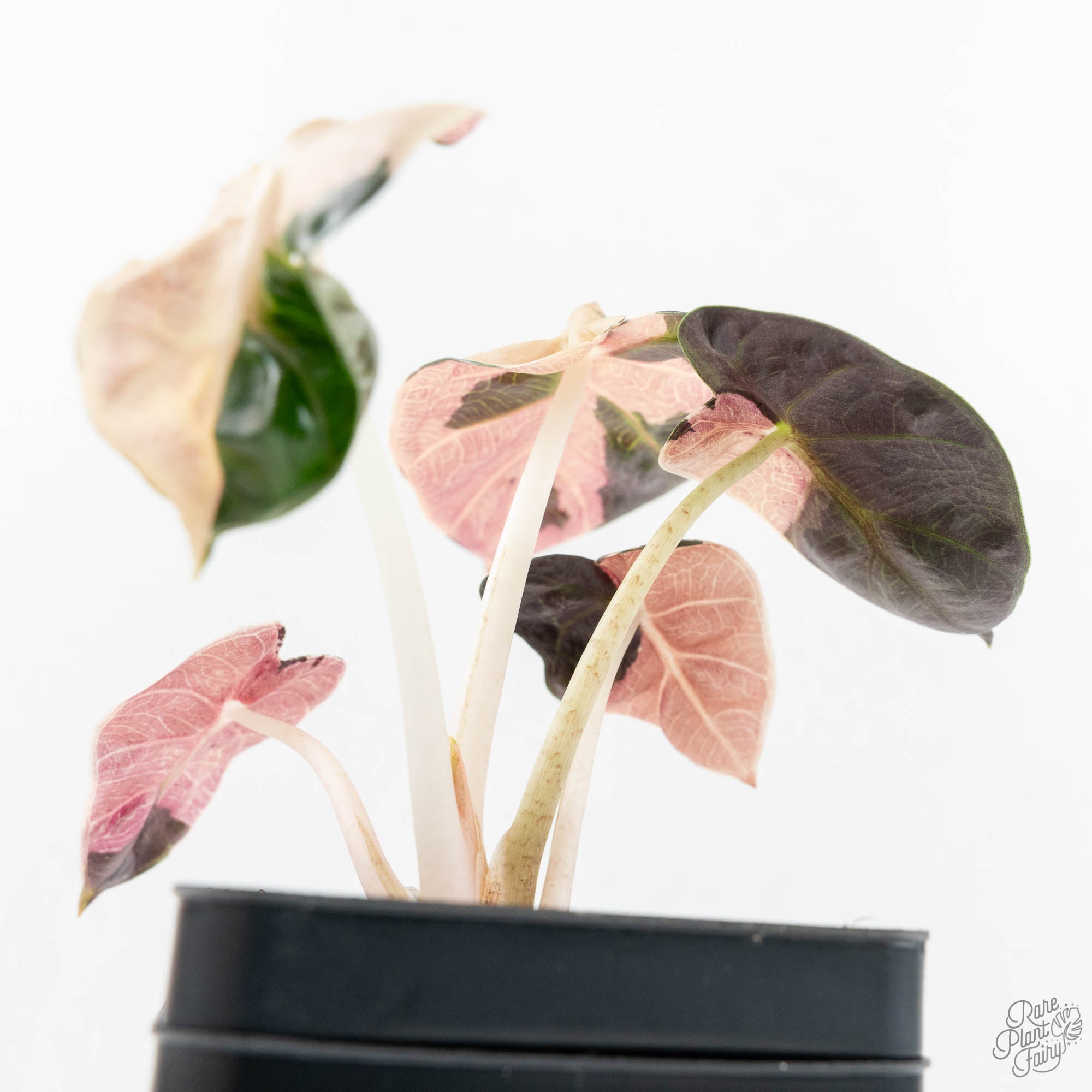 Alocasia 'Balloon Heart' Pink Variegated (wk18-A) – Rare Plant Fairy