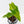 Alocasia nycteris 'Bat Wing' Variegated (wk36-U129)