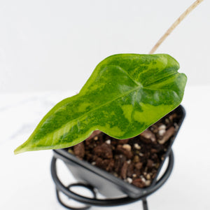 Alocasia nycteris 'Bat Wing' Variegated (wk36-U129)