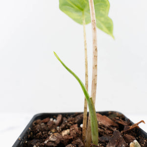 Alocasia nycteris 'Bat Wing' Variegated (wk36-U129)