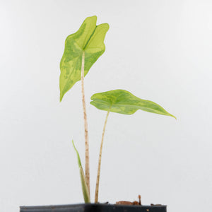 Alocasia nycteris 'Bat Wing' Variegated (wk36-U129)