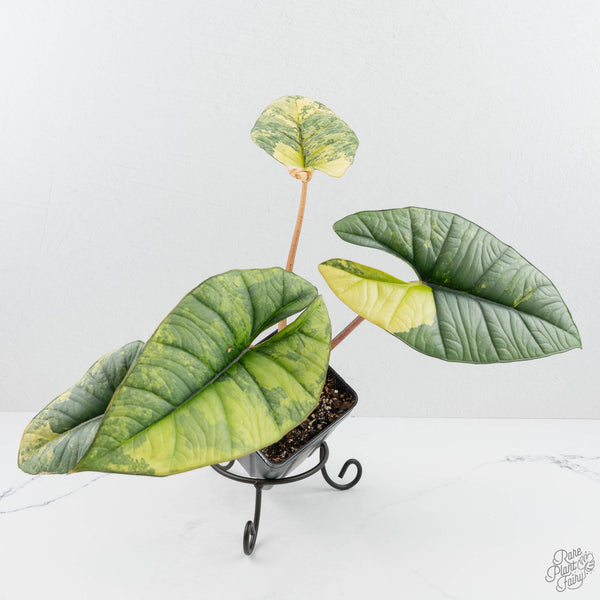 Alocasia 'Bisma Platinum' Aurea Variegated (wk19-P) *Corming Size