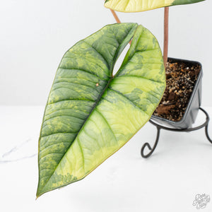 Alocasia 'Bisma Platinum' Aurea Variegated (wk19-P) *Corming Size*