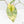 Alocasia 'Bisma Platinum' Aurea Variegated (wk19-P) *Corming Size*