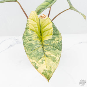 Alocasia 'Bisma Platinum' Aurea Variegated (wk19-P) *Corming Size*