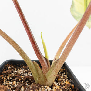 Alocasia 'Bisma Platinum' Aurea Variegated (wk19-P) *Corming Size*