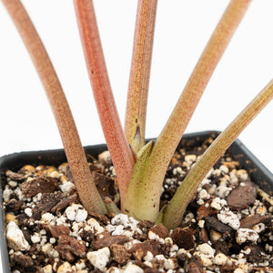 Alocasia 'Bisma Platinum' Aurea Variegated (wk18-US) *Corming Size*