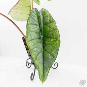 Alocasia 'Bisma Platinum' Aurea Variegated (wk18-US) *Corming Size*