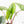 Alocasia 'Bisma Platinum' Aurea Variegated (wk18-US) *Corming Size*