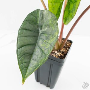 Alocasia 'Bisma Platinum' Aurea Variegated (wk18-US) *Corming Size*
