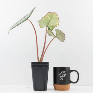 Alocasia 'Bisma Platinum' Aurea Variegated - Corming Size (wk34-L75)
