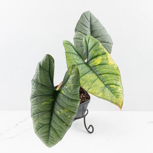 Alocasia 'Bisma Platinum' Aurea Variegated - Corming Size (wk34-L75)