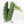Alocasia 'Bisma Platinum' Aurea Variegated - Corming Size (wk34-L75)