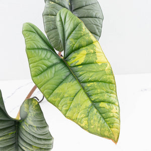 Alocasia 'Bisma Platinum' Aurea Variegated - Corming Size (wk34-L75)