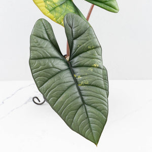 Alocasia 'Bisma Platinum' Aurea Variegated - Corming Size (wk34-L75)